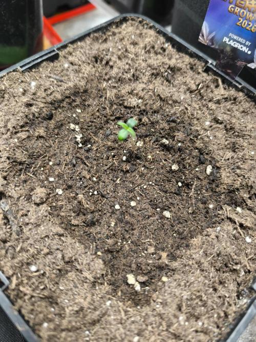 Eternity Grow Cup 2026 -Sticky Broccoli. Week 1