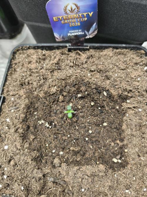 Eternity Grow Cup 2026 -Sticky Broccoli. Week 1