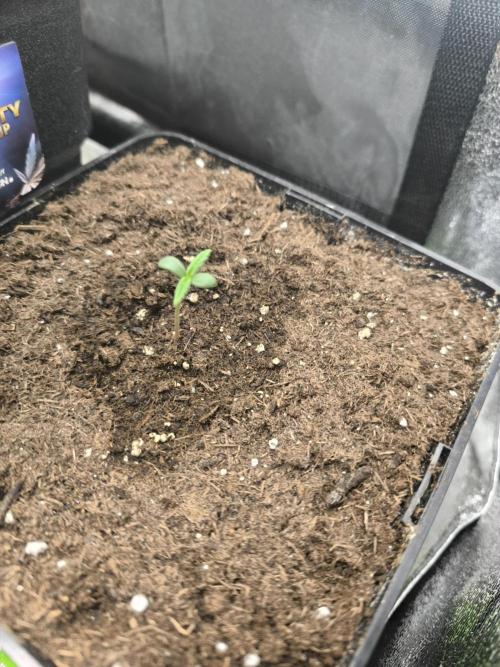 Eternity Grow Cup 2026 -Sticky Broccoli. Week 1
