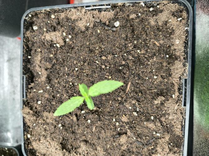 Eternity Grow Cup 2026 Sticky Broccoli. Week 2