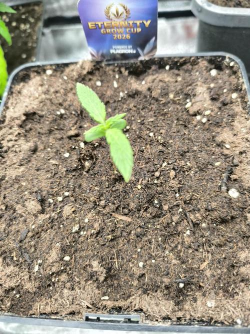 Eternity Grow Cup 2026 Sticky Broccoli. Week 2