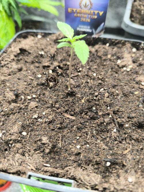 Eternity Grow Cup 2026 Sticky Broccoli. Week 2