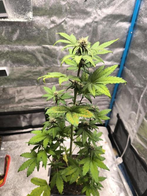 Swiss Dream. Week 6