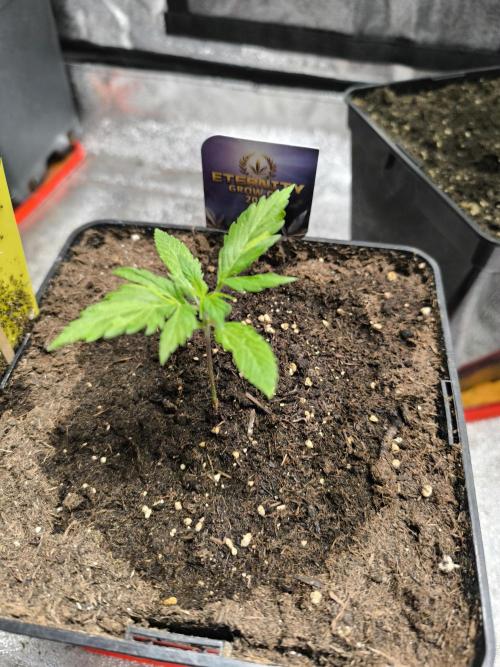Eternity Grow Cup 2026 Sticky Broccoli. Week 3