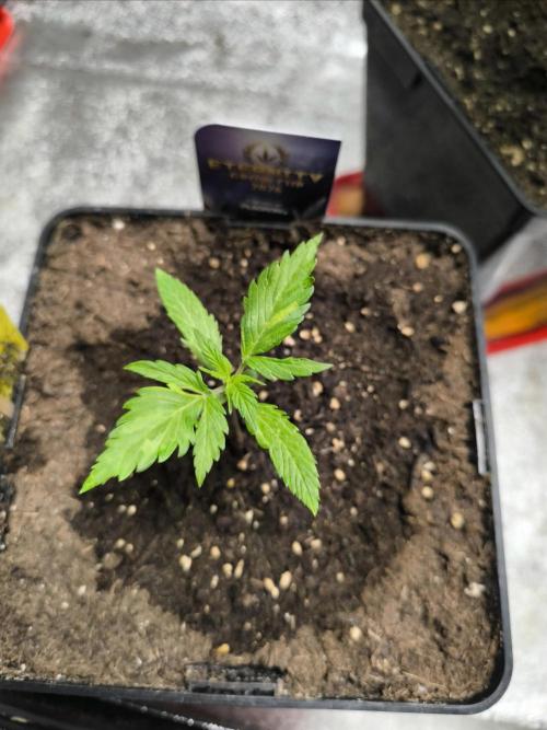 Eternity Grow Cup 2026 Sticky Broccoli. Week 3