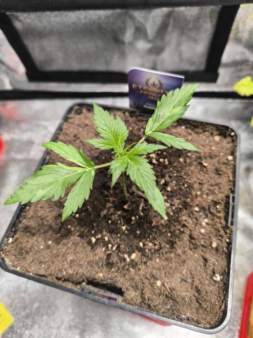 Eternity Grow Cup 2026 Sticky Broccoli. Week 3