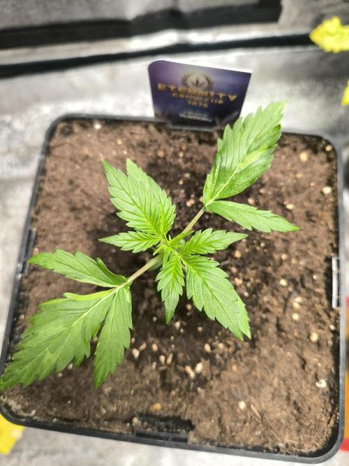 Eternity Grow Cup 2026 Sticky Broccoli. Week 3