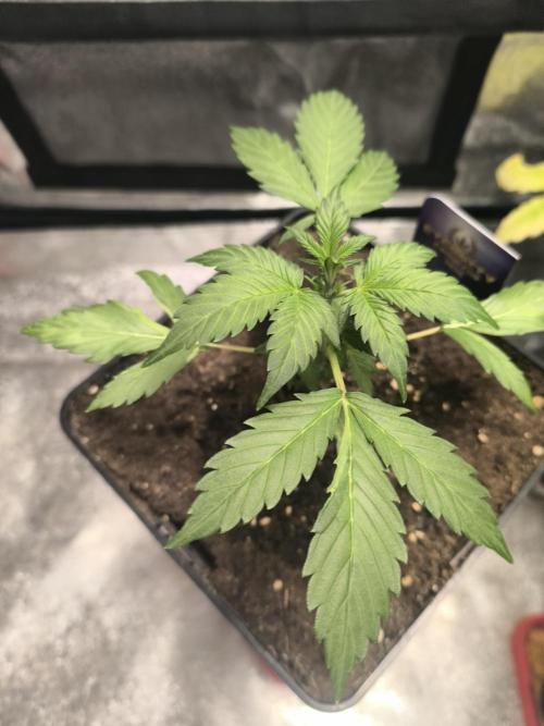 Eternity Grow Cup 2026 Sticky Broccoli. Week 4