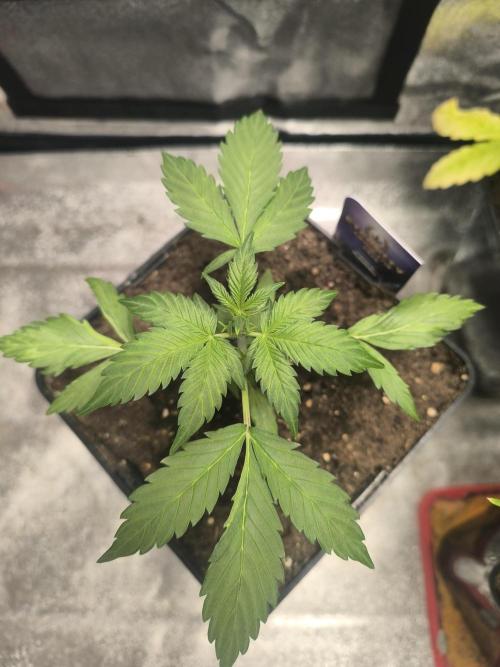 Eternity Grow Cup 2026 Sticky Broccoli. Week 4