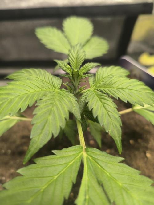 Eternity Grow Cup 2026 Sticky Broccoli. Week 4