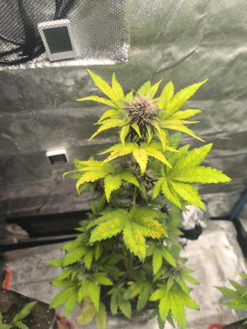 Swiss Dream. Week 7