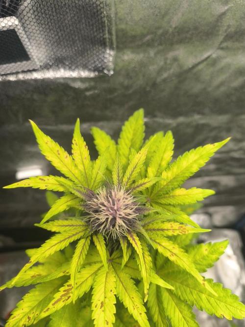 Swiss Dream. Week 7