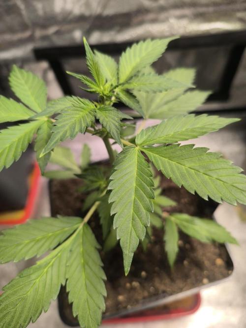 Eternity Grow Cup 2026 Sticky Broccoli. Week 5