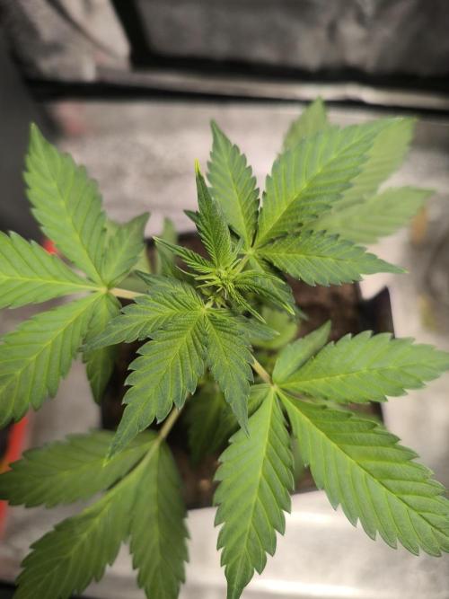 Eternity Grow Cup 2026 Sticky Broccoli. Week 5