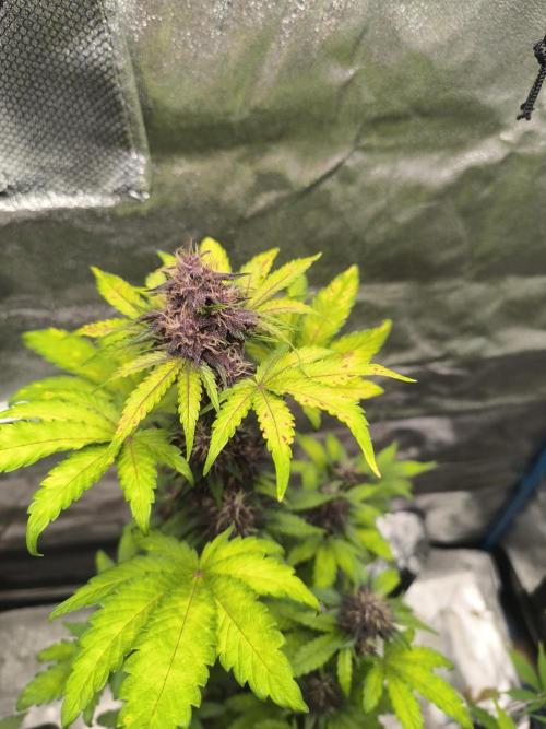 Swiss Dream. Week 8