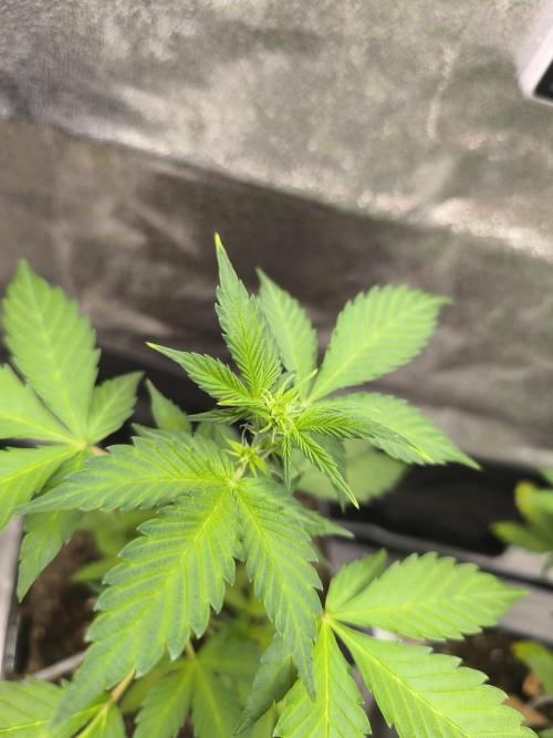 Eternity Grow Cup 2026 Sticky Broccoli. Week 5