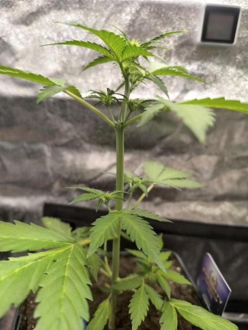 Eternity Grow Cup 2026 Sticky Broccoli. Week 5