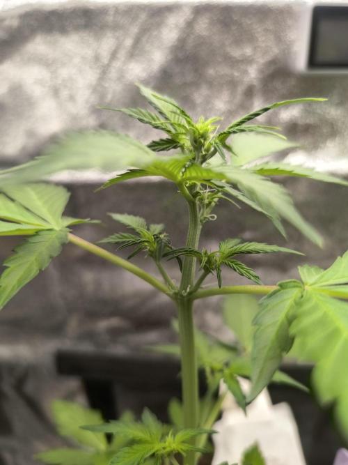 Eternity Grow Cup 2026 Sticky Broccoli. Week 5