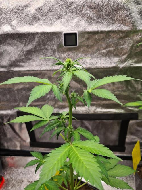 Eternity Grow Cup 2026 Sticky Broccoli. Week 6