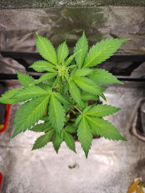 Eternity Grow Cup 2026 Sticky Broccoli. Week 6