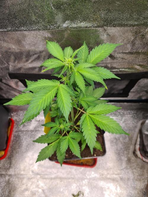 Eternity Grow Cup 2026 Sticky Broccoli. Week 6