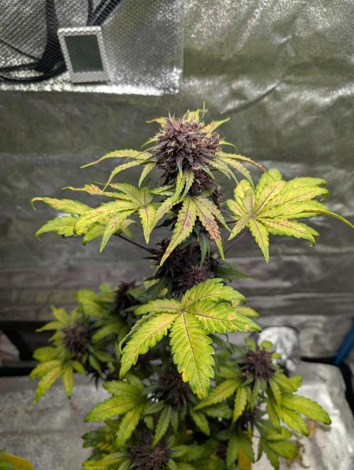 Swiss Dream. Week 10