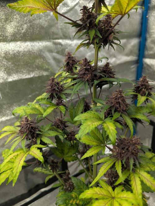 Swiss Dream. Week 10