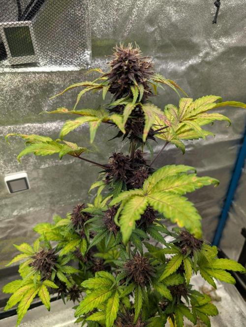 Swiss Dream. Week 10