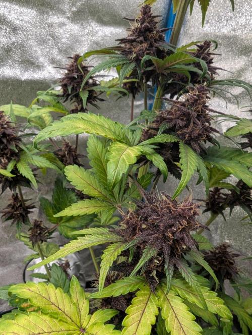 Swiss Dream. Week 10