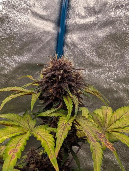 Swiss Dream. Week 10