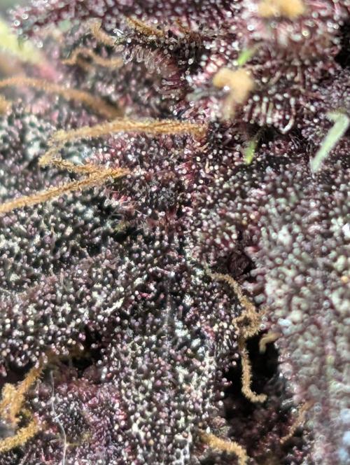 Swiss Dream. Week 10