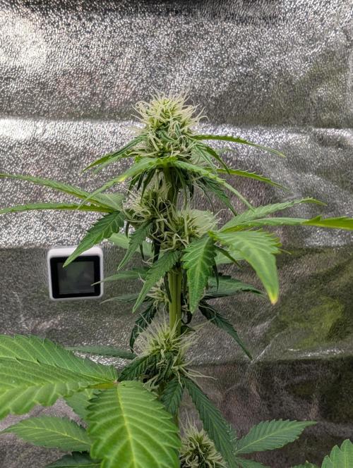 Eternity Grow Cup 2026 Sticky Broccoli. Week 7