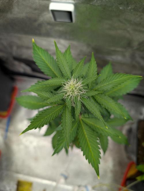 Eternity Grow Cup 2026 Sticky Broccoli. Week 7