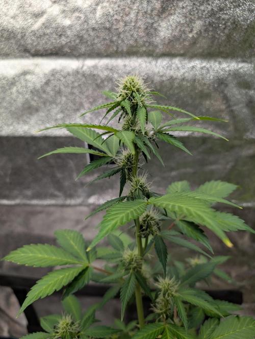 Eternity Grow Cup 2026 Sticky Broccoli. Week 7