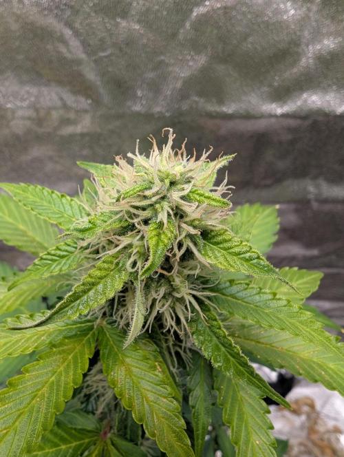 Eternity Grow Cup 2026 Sticky Broccoli. Week 8