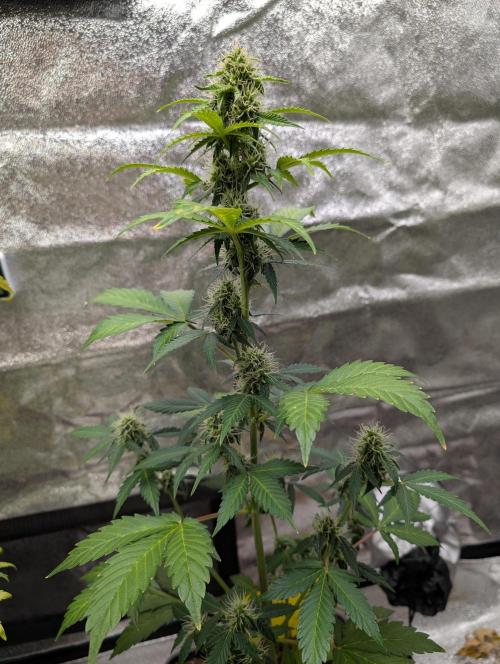 Eternity Grow Cup 2026 Sticky Broccoli. Week 8