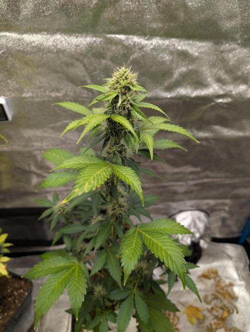 Eternity Grow Cup 2026 Sticky Broccoli. Week 8