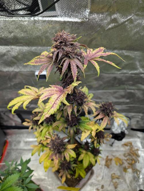 Swiss Dream. Week 11