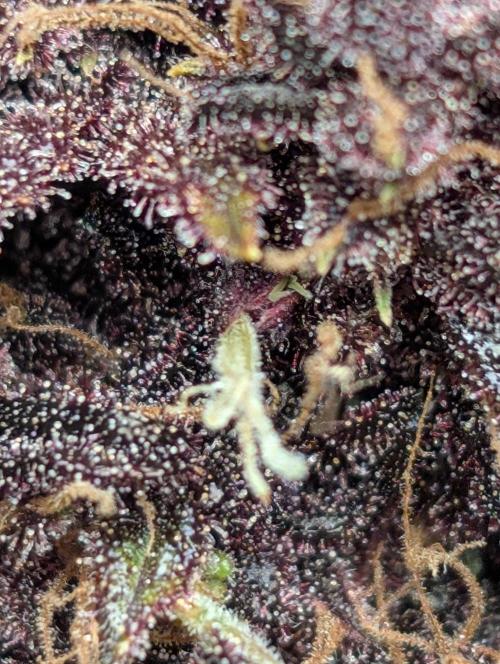 Swiss Dream. Week 11