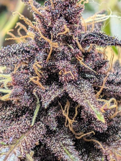 Swiss Dream. Week 11