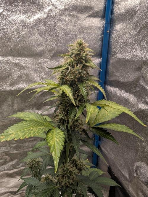 Eternity Grow Cup 2026 Sticky Broccoli. Week 9