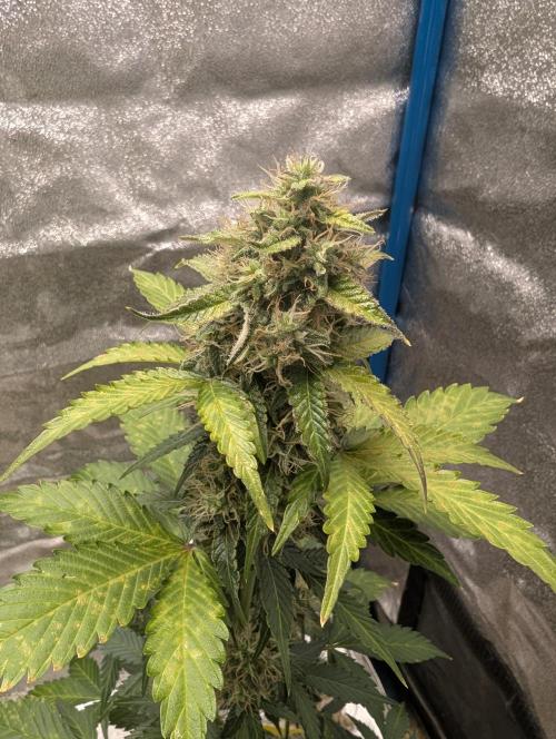 Eternity Grow Cup 2026 Sticky Broccoli. Week 9