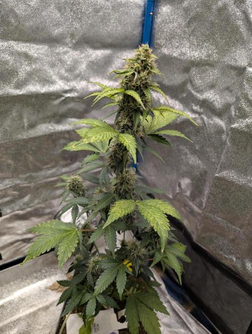Eternity Grow Cup 2026 Sticky Broccoli. Week 9