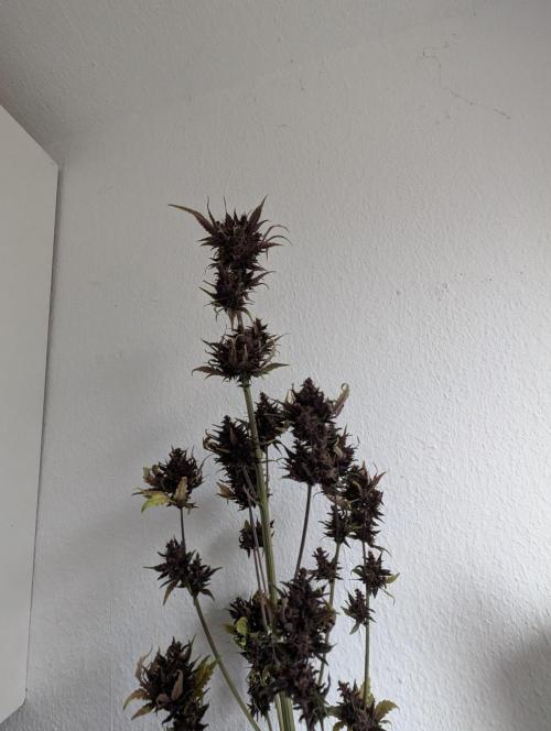 Swiss Dream. Week 12