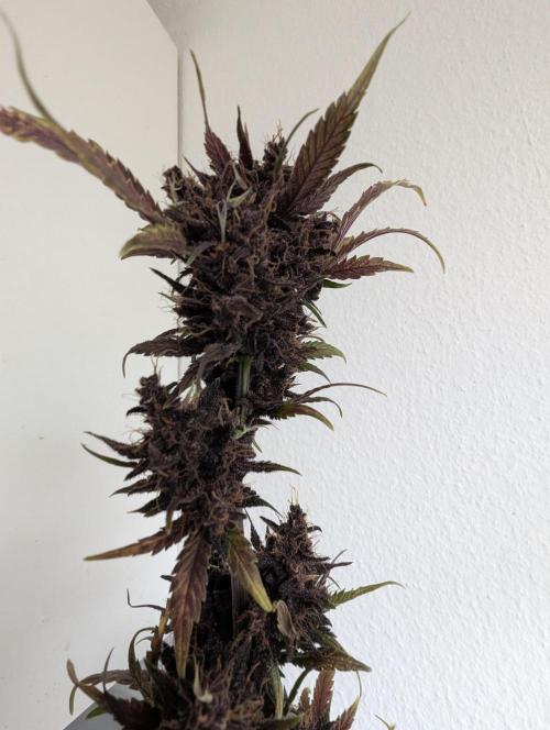 Swiss Dream. Week 12