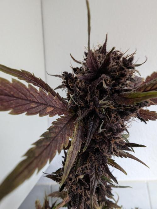 Swiss Dream. Week 12