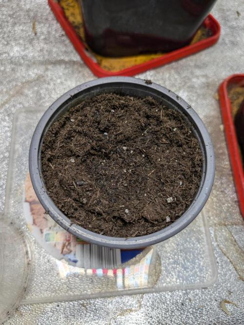 Tropical Ice Cream One-USA Genetics 2026. Week 0