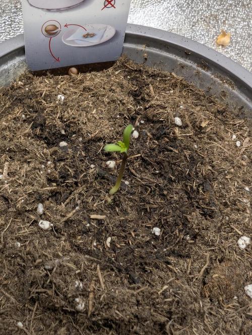Tropical Ice Cream One-USA Genetics 2026. Week 0