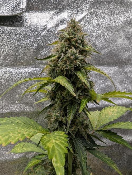 Eternity Grow Cup 2026 Sticky Broccoli. Week 10
