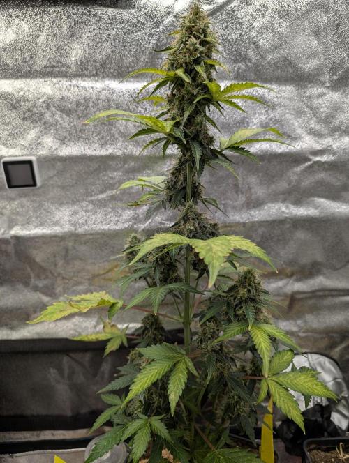 Eternity Grow Cup 2026 Sticky Broccoli. Week 10